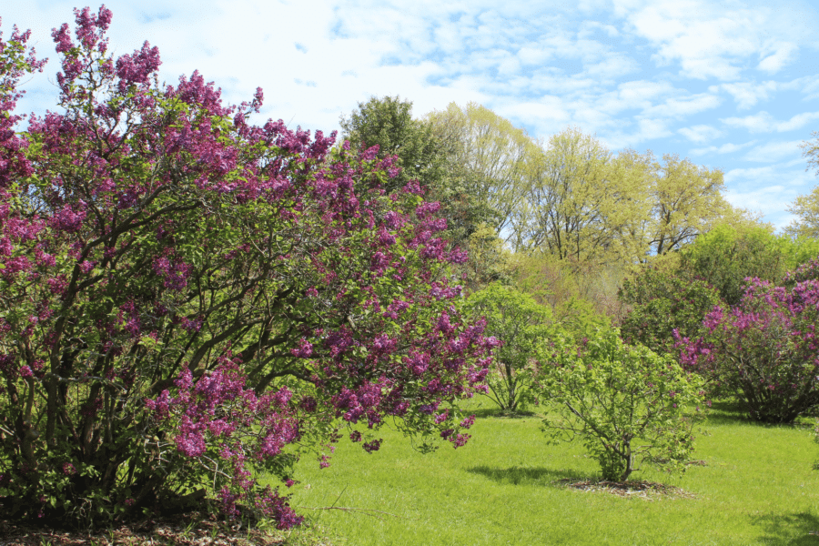 Mortgage Broker In Rochster NY The Orlicki Group lilacs Mortgage Broker In Rochster NY The Orlicki Group lilacs