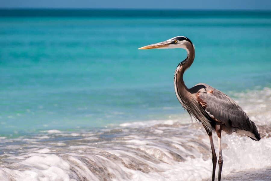 Sarasota Mortgage Broker The Orlicki Group Wildlife Sarasota Florida Wildlife Beach Condo Home Buying